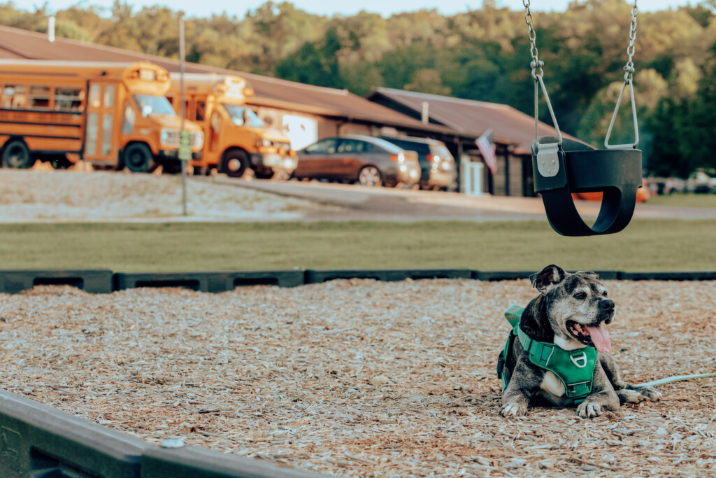Gallery camping dogs